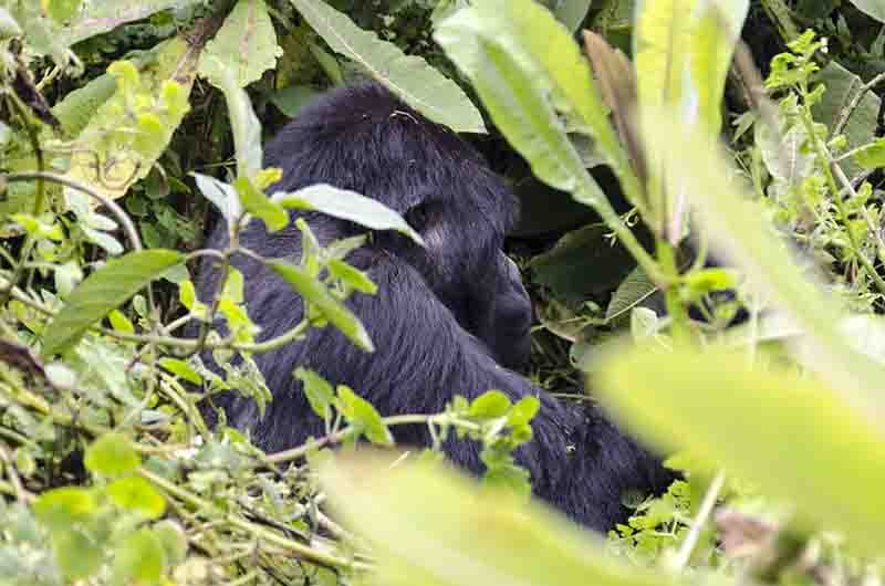 37 - Gorila - selva de Virunga - parque nacional de los volcanes - Ruanda